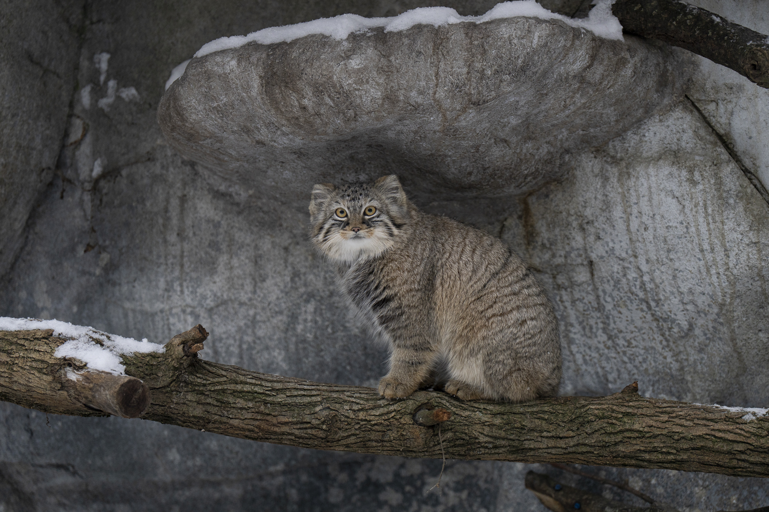 Columbus Zoo | Pallas' Cat
